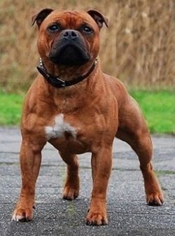 large